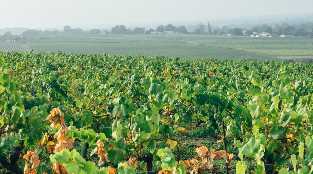 Qu'est-ce qui fait la spécificité du vin naturel ?